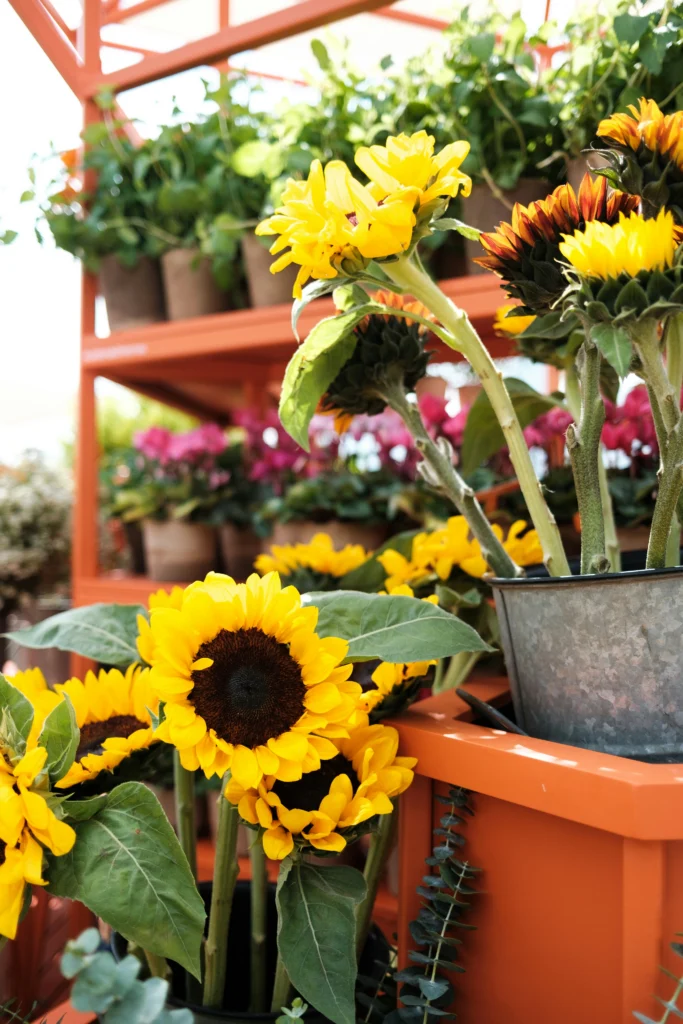 Yellow sunflowers and green plants in pots are displayed on bright orange shelves, with more potted flowers and plants in the background, creating a colourful garden centre scene that evokes the warmth and support found at Mayo Roscommon Hospice.