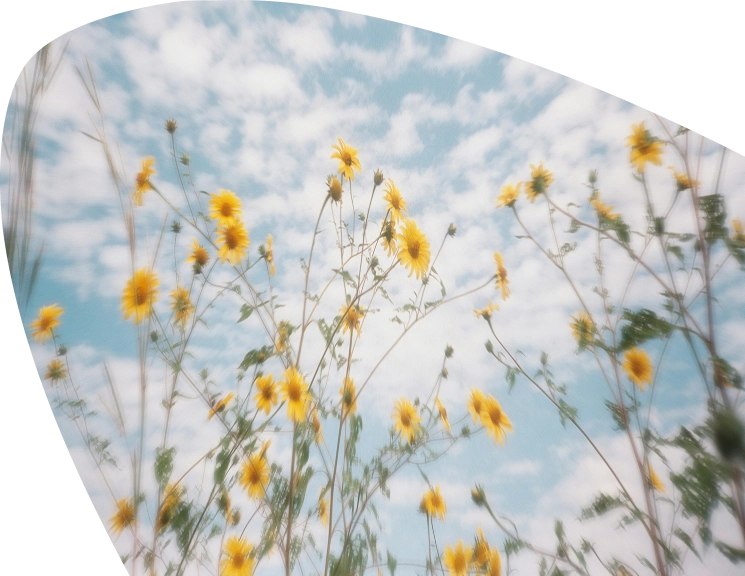 Blurred image of tall yellow wildflowers reaching up towards a partly cloudy blue sky, creating a dreamy, soft-focus effect with curved edges framing the scene—an ethereal moment reminiscent of the peaceful landscapes surrounding Mayo Roscommon Hospice.