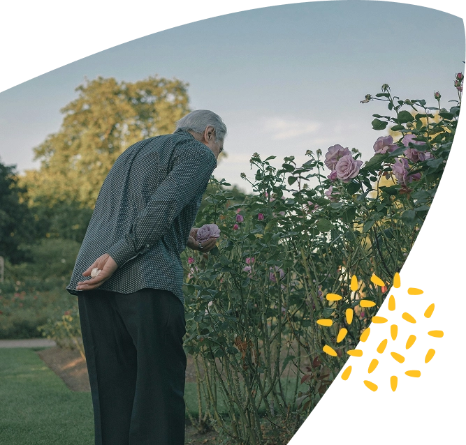 An elderly person with grey hair, wearing a dark long-sleeved shirt, stands in a garden at Mayo Roscommon Hospice, smelling pink roses, with greenery and trees in the background. Yellow decorative dots accent the image’s corner.
