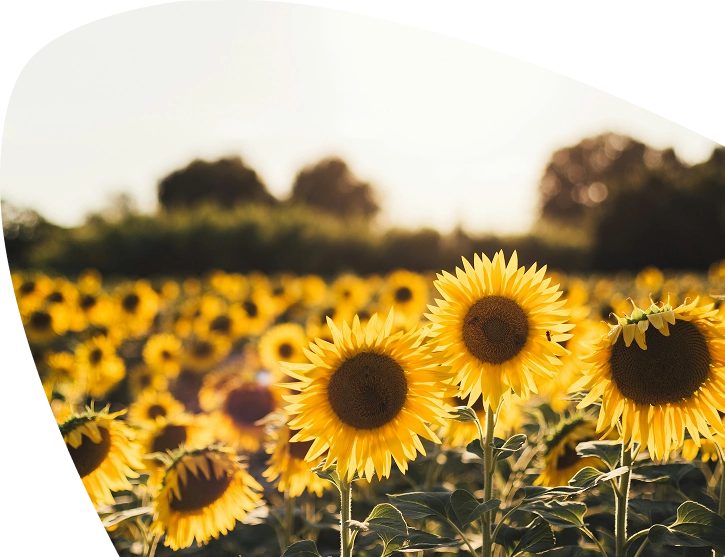 A field of bright yellow sunflowers in sunlight, with a blurred background of green foliage and trees under a clear sky, evokes the warmth and hope supported by Mayo Roscommon Hospice.