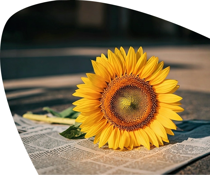 A bright yellow sunflower lies on a newspaper, with sunlight highlighting its petals and detailed centre, creating a cheerful scene that subtly evokes the warmth and hope supported by Mayo Roscommon Hospice.