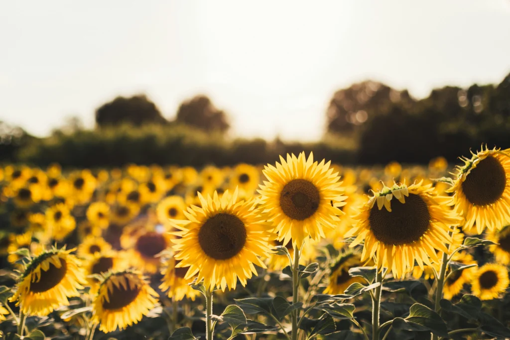 A field of bright yellow sunflowers faces the sunlight, with soft sunlight in the background and green foliage along the horizon, capturing a scene as vibrant and uplifting as a strategy unfolding in an annual report.