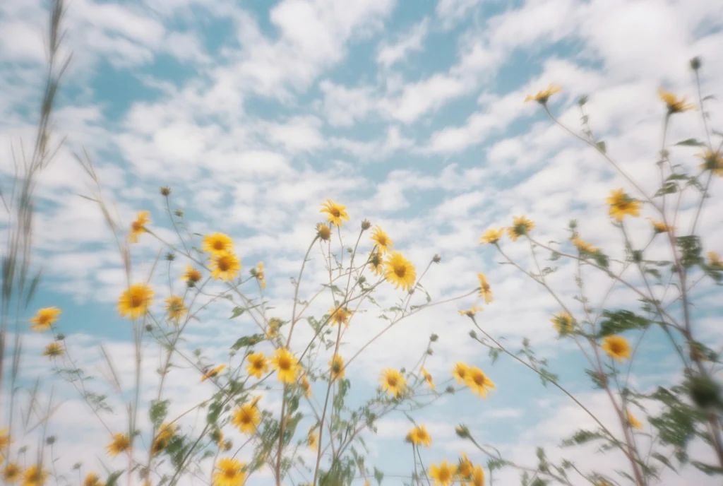 Tall yellow wildflowers with green stems reach towards a bright blue sky filled with scattered white clouds. The image is slightly blurred, creating a dreamy, soft-focus effect.